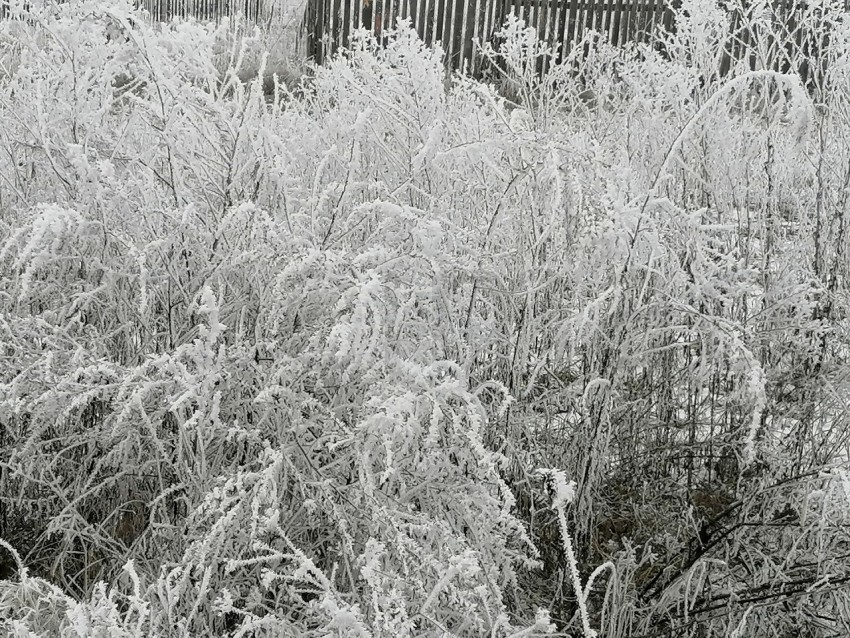 Invierno Encantador: Capturando la Magia de las Plantas Nevadas