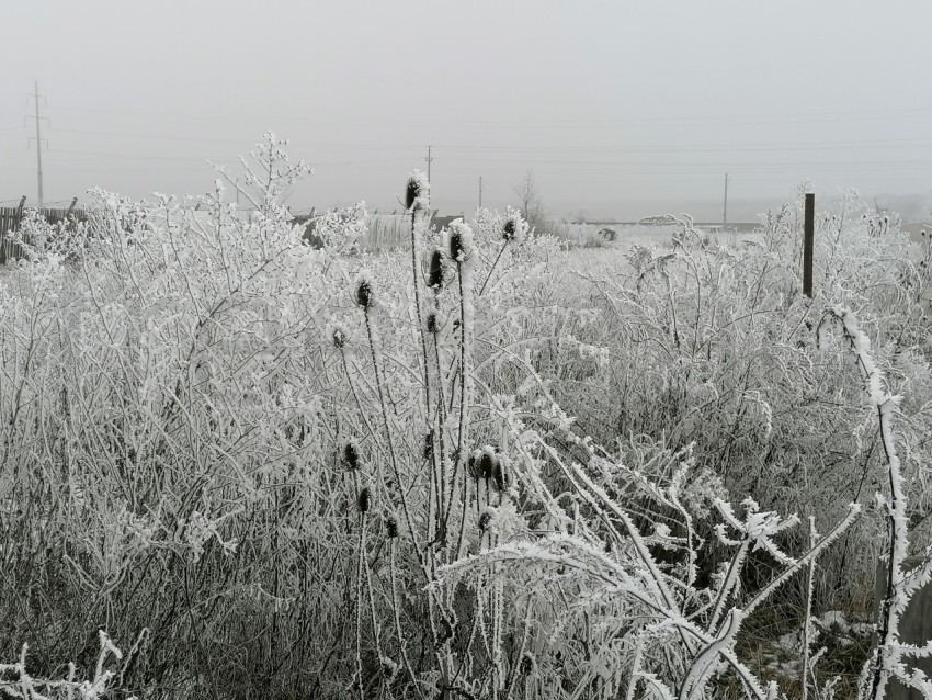 Invierno Encantador: Capturando la Magia de las Plantas Nevadas