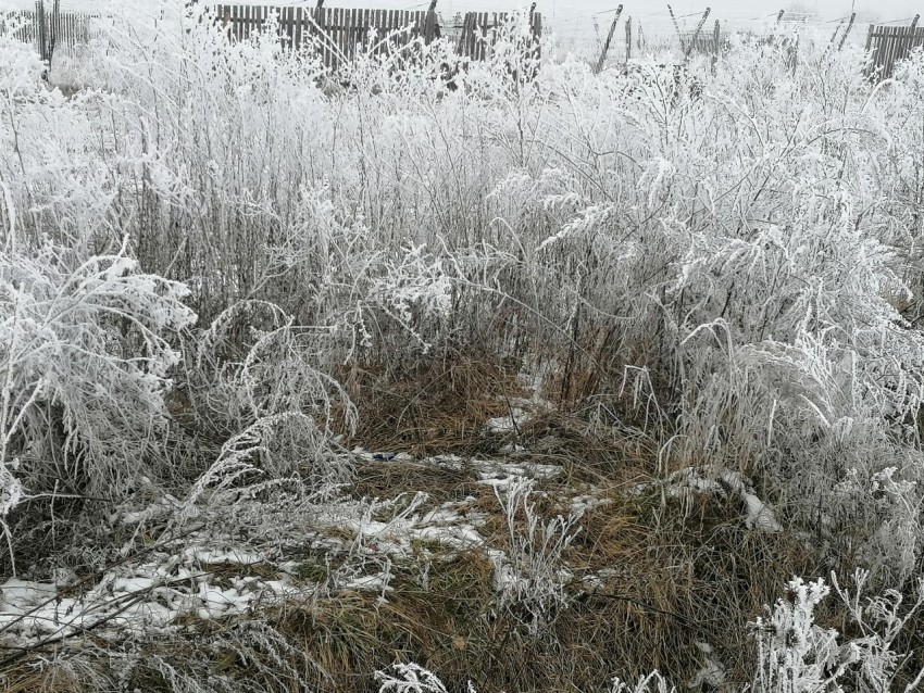 Invierno Encantador: Capturando la Magia de las Plantas Nevadas