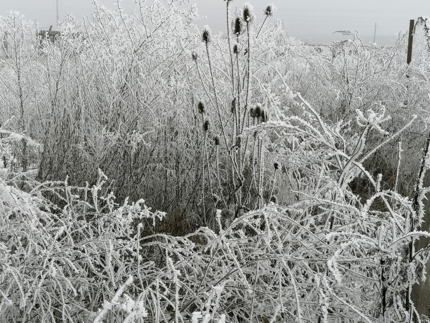 Invierno Encantador: Capturando la Magia de las Plantas Nevadas