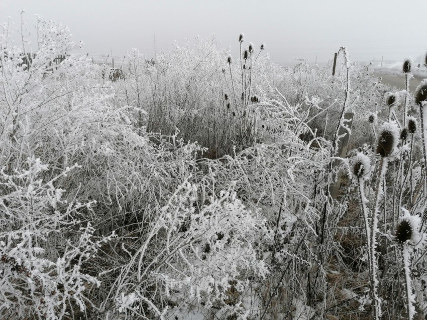 Invierno Encantador: Capturando la Magia de las Plantas Nevadas