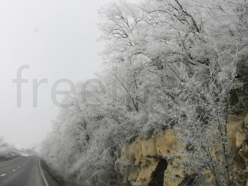 Invierno en el Bosque: La Gracia de Árboles Cubiertos de Nieve