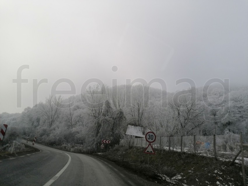 Invierno en el Bosque: La Gracia de Árboles Cubiertos de Nieve