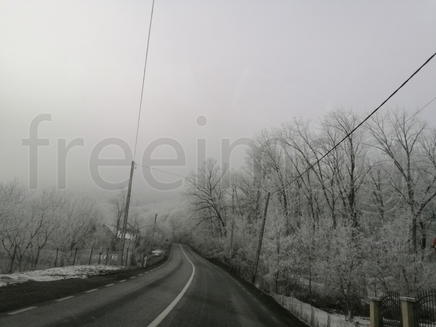 Invierno en el Bosque: La Gracia de Árboles Cubiertos de Nieve