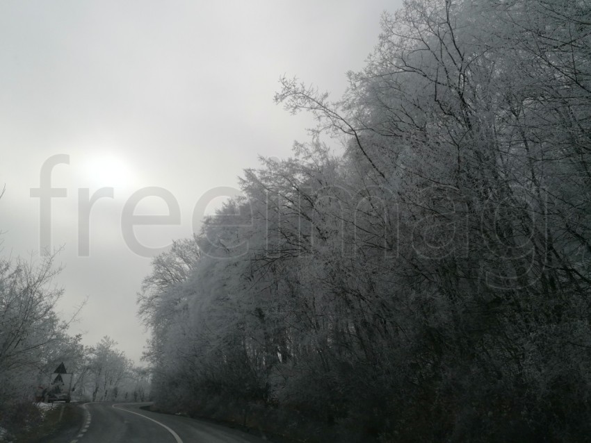 Invierno en el Bosque: La Gracia de Árboles Cubiertos de Nieve