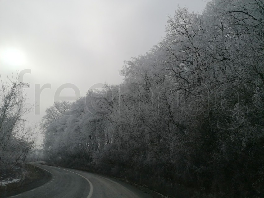 Invierno en el Bosque: La Gracia de Árboles Cubiertos de Nieve