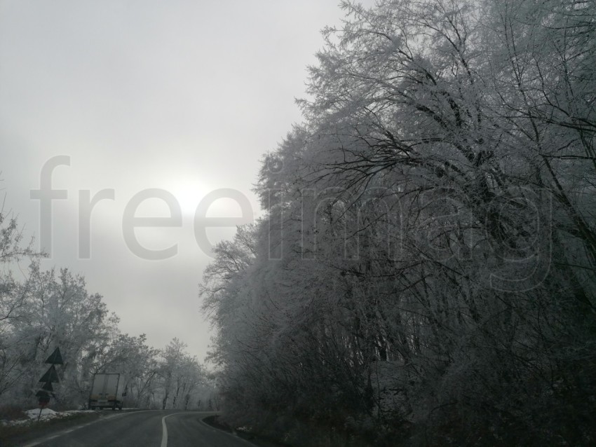 Invierno en el Bosque: La Gracia de Árboles Cubiertos de Nieve