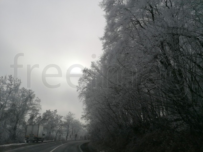 Invierno en el Bosque: La Gracia de Árboles Cubiertos de Nieve