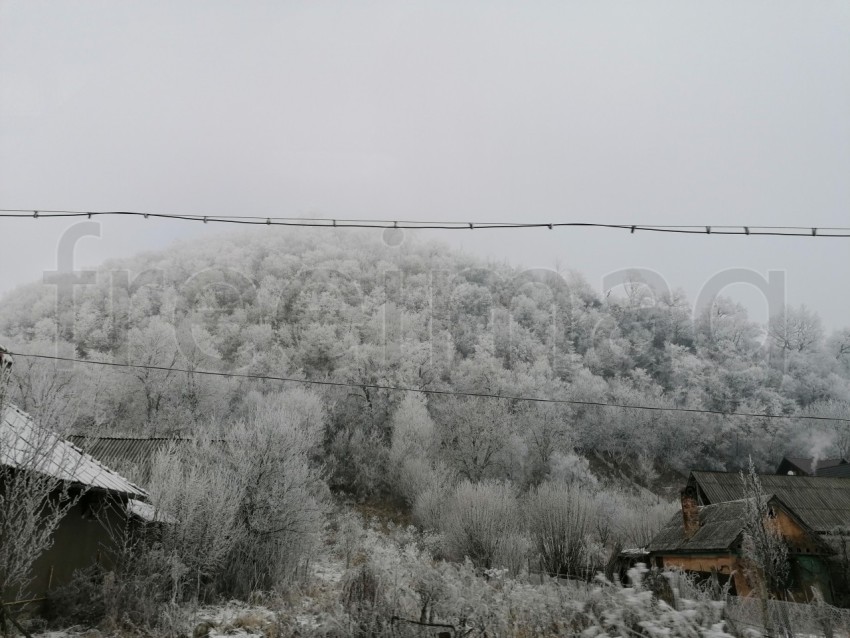 Invierno en el Bosque: La Gracia de Árboles Cubiertos de Nieve