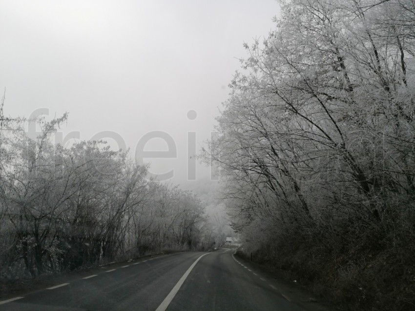 Invierno en el Bosque: La Gracia de Árboles Cubiertos de Nieve