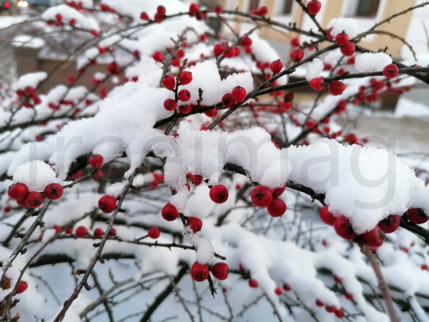 Imagen de bayas rojas brillantes sobre un arbusto cubierto de nieve.