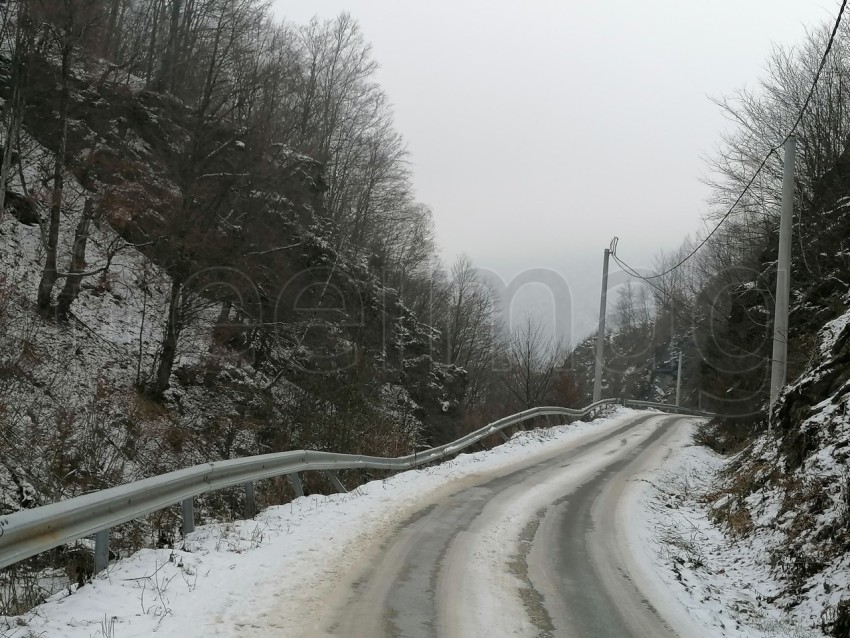 Camino nevado en el bosque