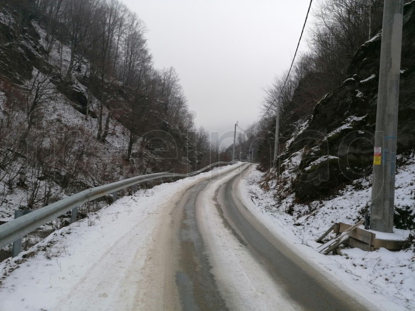 Camino nevado en el bosque