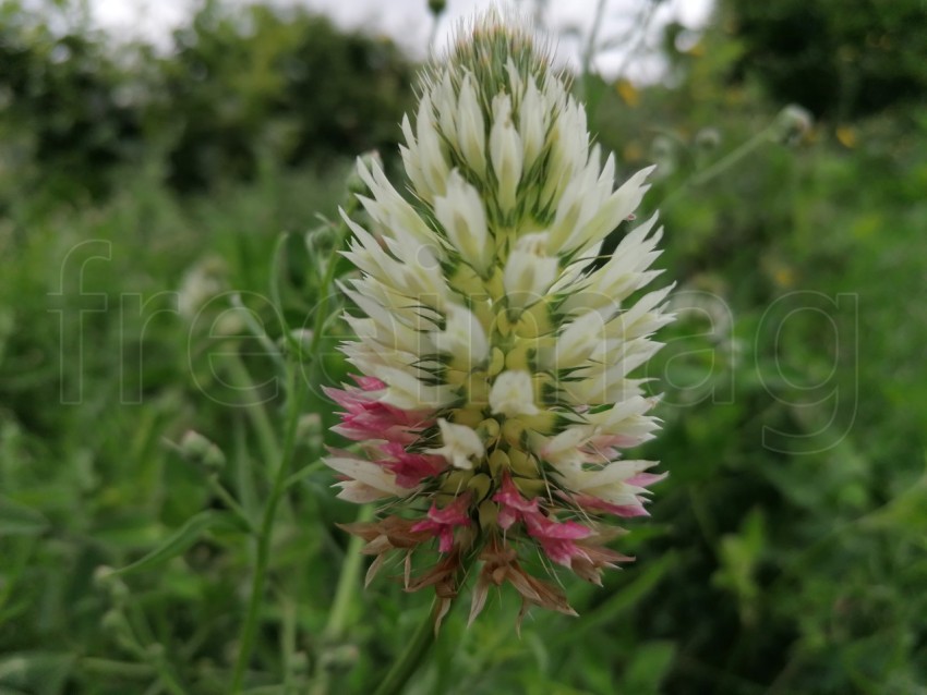 Cercanía Botánica: Trifolium Angus