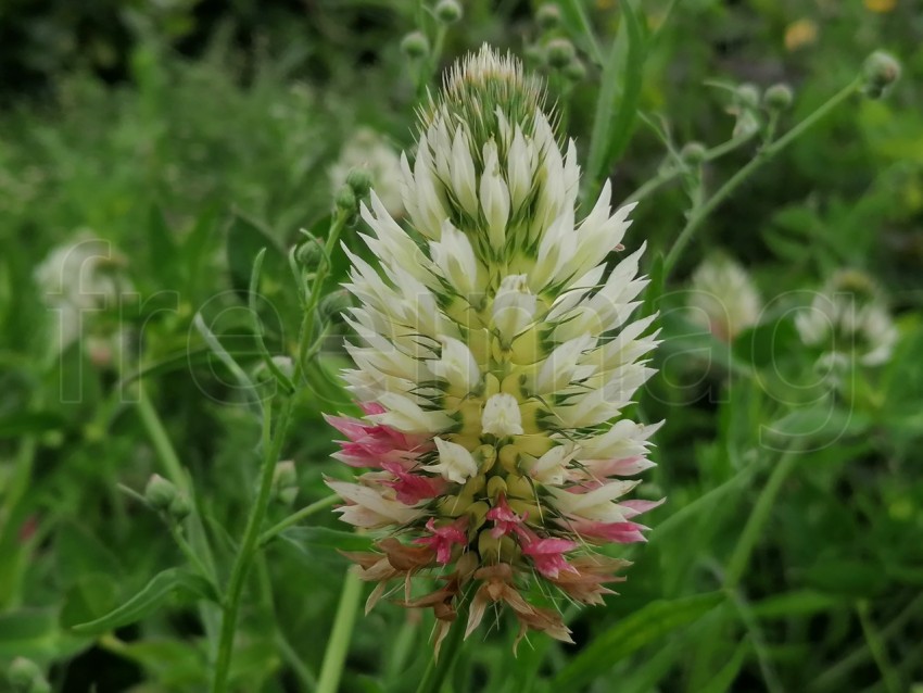 Cercanía Botánica: Trifolium Angus