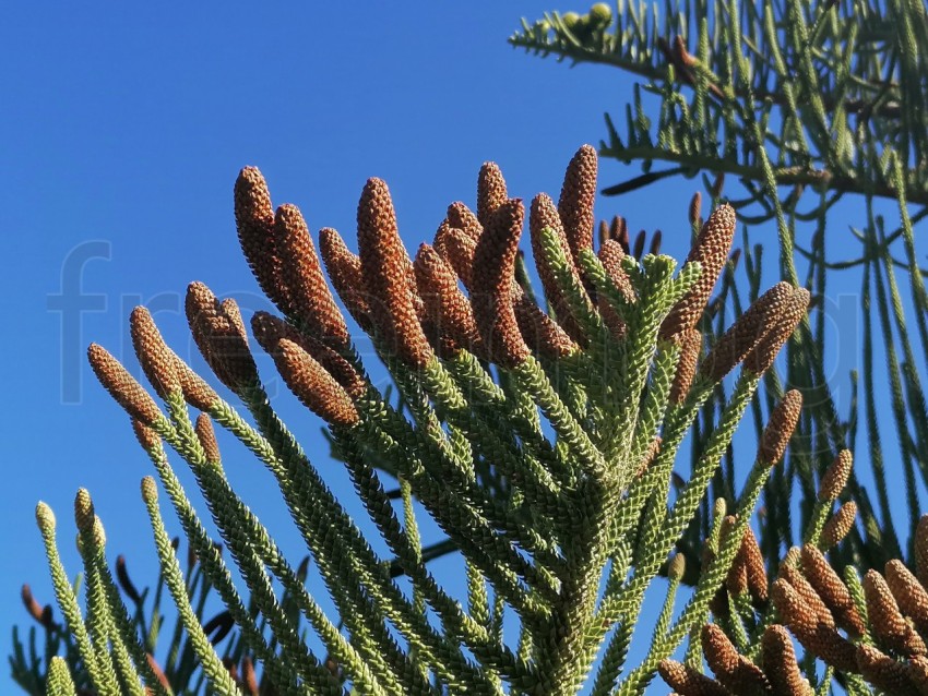 Conos de Pino en Crecimiento bajo el Cielo Azul