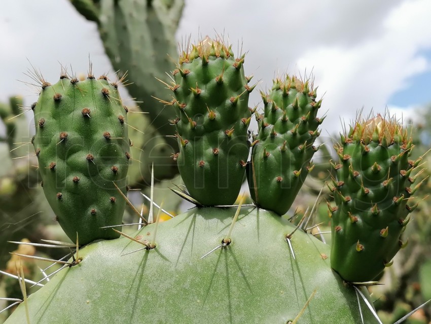 Cactus en Floración: Belleza de la Naturaleza