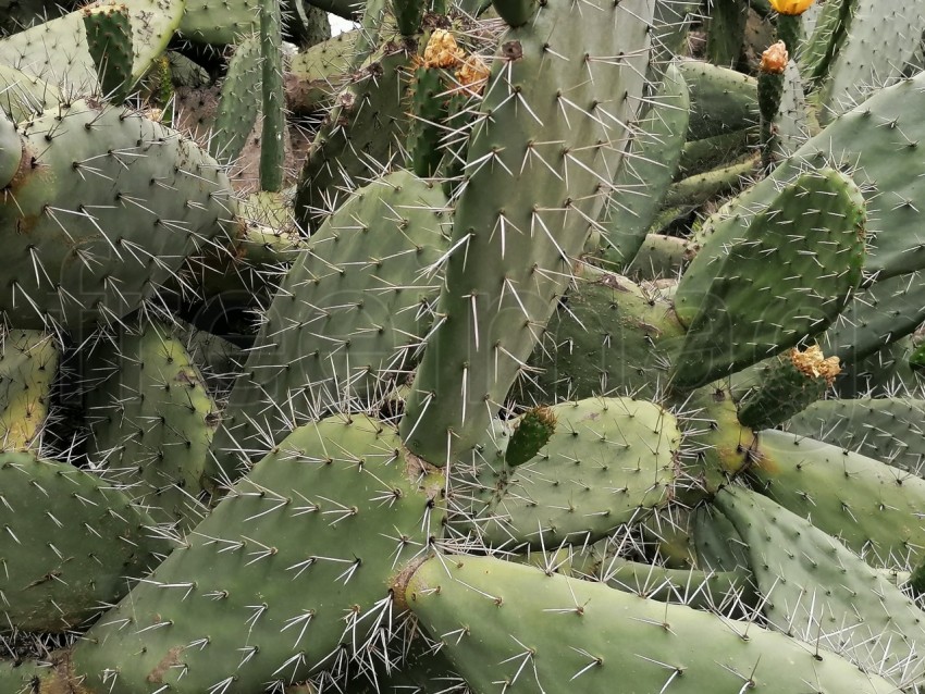 Cactus verde en Floración: Belleza Naturaleza