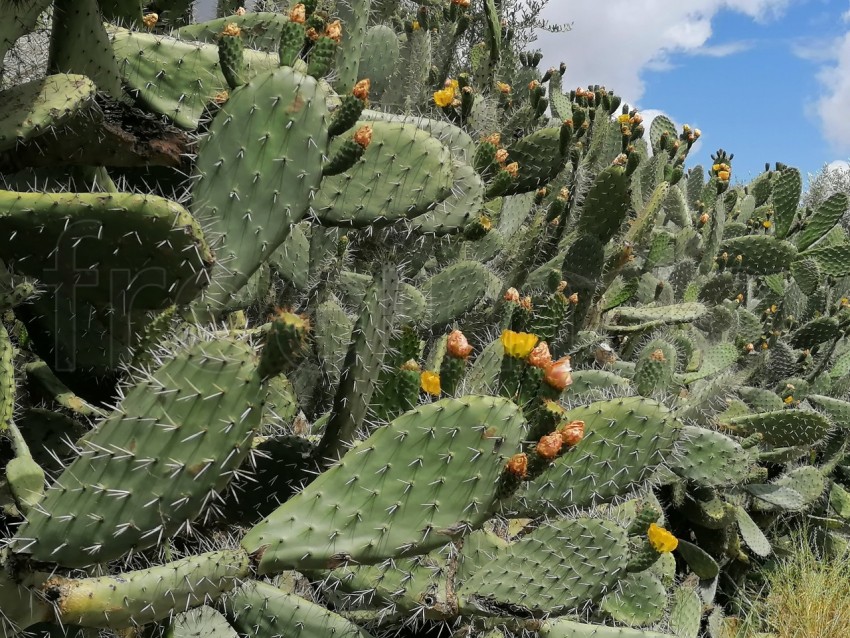 Cactus de cerca en Floración: Belleza Naturaleza