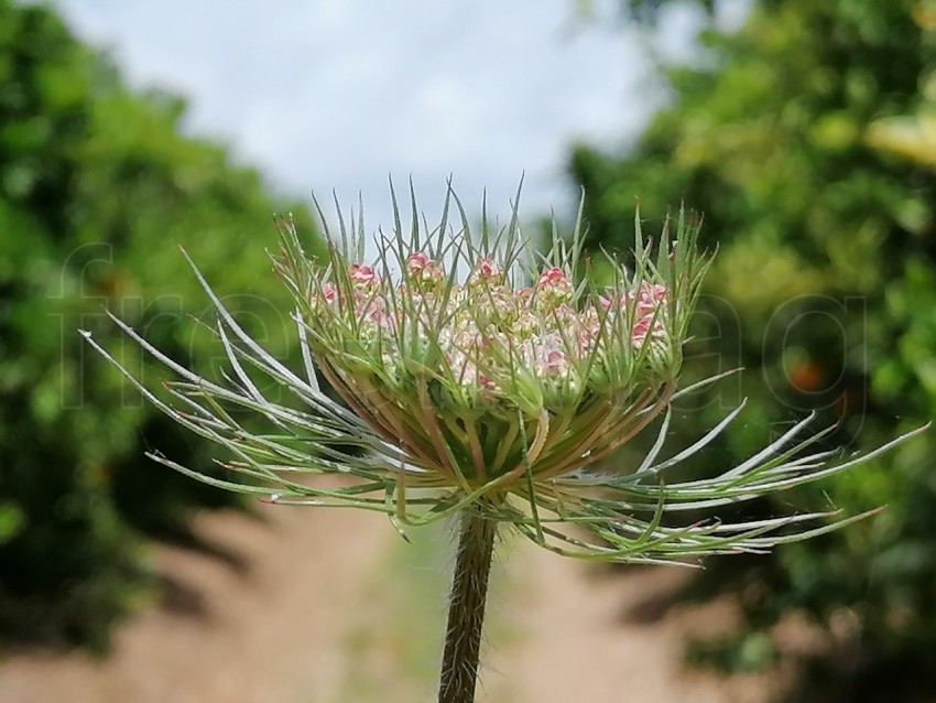 Primer plano de flor Zanahoria Silvestre - Daucus carota