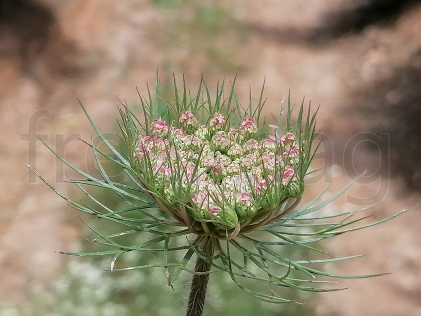 Flor Zanahoria Silvestre - Daucus carota