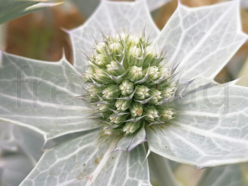 Imagen de Eryngium giganteum Fantasma de la señorita Willmotts