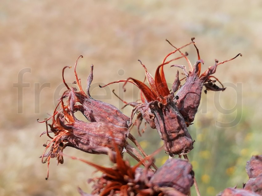 Semilla Cotyledon orbiculata, comúnmente conocida como oreja de cerdo