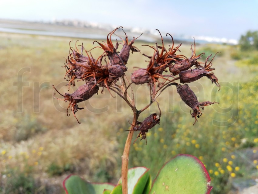 Semilla Cotyledon orbiculata, comúnmente conocida como oreja de cerdo