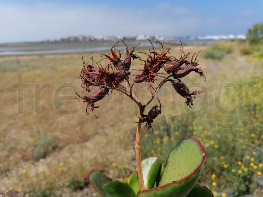 Semilla Cotyledon orbiculata, comúnmente conocida como oreja de cerdo