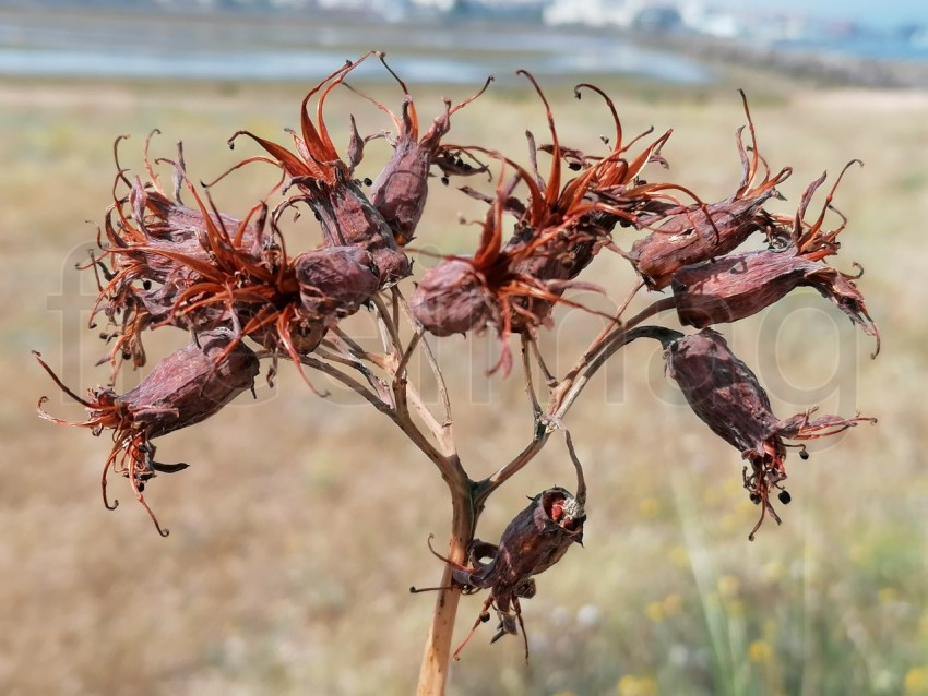 Semilla Cotyledon orbiculata, comúnmente conocida como oreja de cerdo