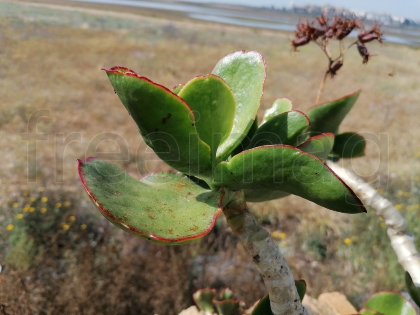 Foto de la suculenta planta. Cotyledon orbiculata, comúnmente conocida como oreja de cerdo