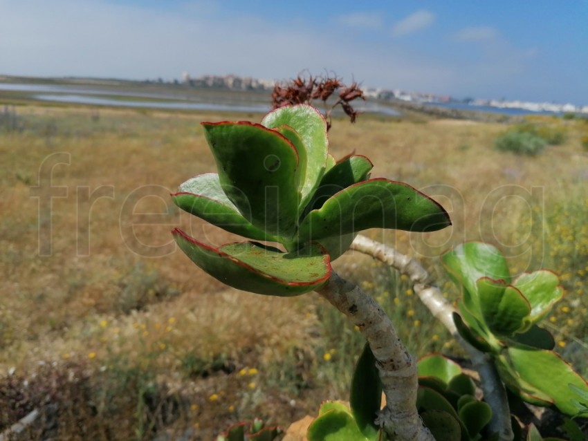 Foto de la suculenta planta. Cotyledon orbiculata, comúnmente conocida como oreja de cerdo