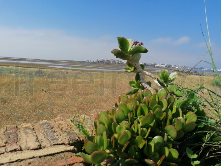 Foto de la suculenta planta. Cotyledon orbiculata, comúnmente conocida como oreja de cerdo