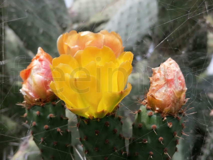 Macro Cactus original de México, Nopales en flor: Belleza exótica