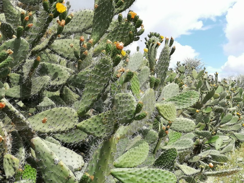 Nopales en flor: Belleza exótica cactus