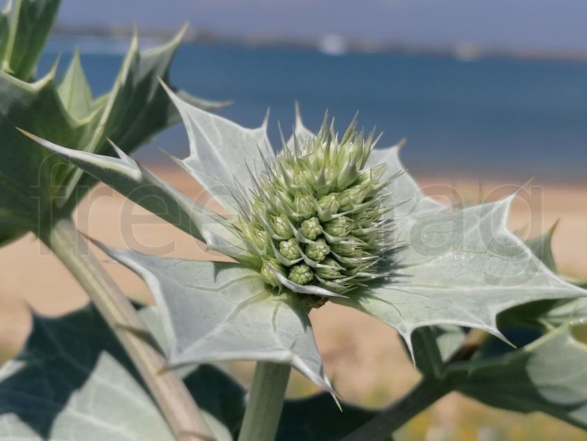 Fotografía macro de la Eryngium giganteum, fondo mar azul Fantasma de la señorita Willmotts