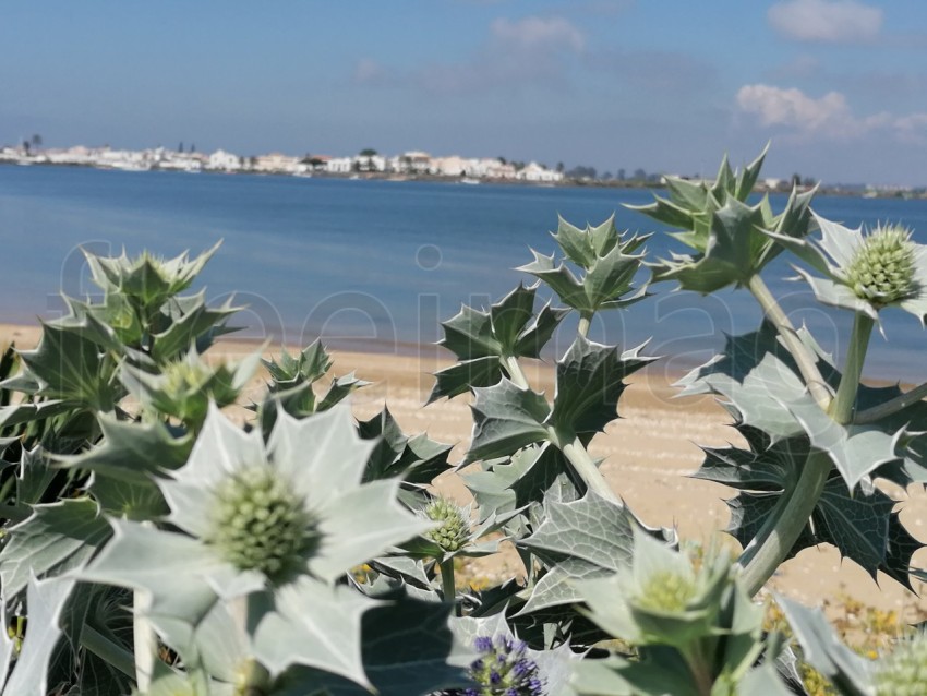 Fotografía de la Eryngium giganteum Fantasma de la señorita Willmotts