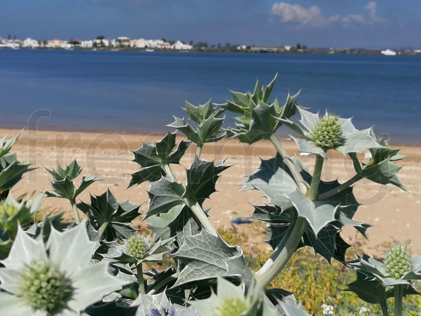 Fotografía de la Eryngium giganteum, fondo mar azul Fantasma de la señorita Willmotts