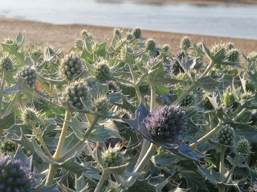 Fotografía de la Eryngium giganteum Fantasma de la señorita Willmotts