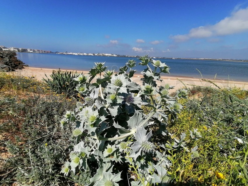 Fotografía de la Eryngium giganteum, fondo mar azul Fantasma de la señorita Willmotts