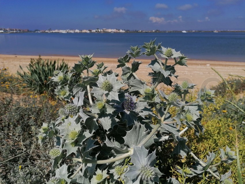 Fotografía de la Eryngium giganteum, fondo mar azul Fantasma de la señorita Willmotts