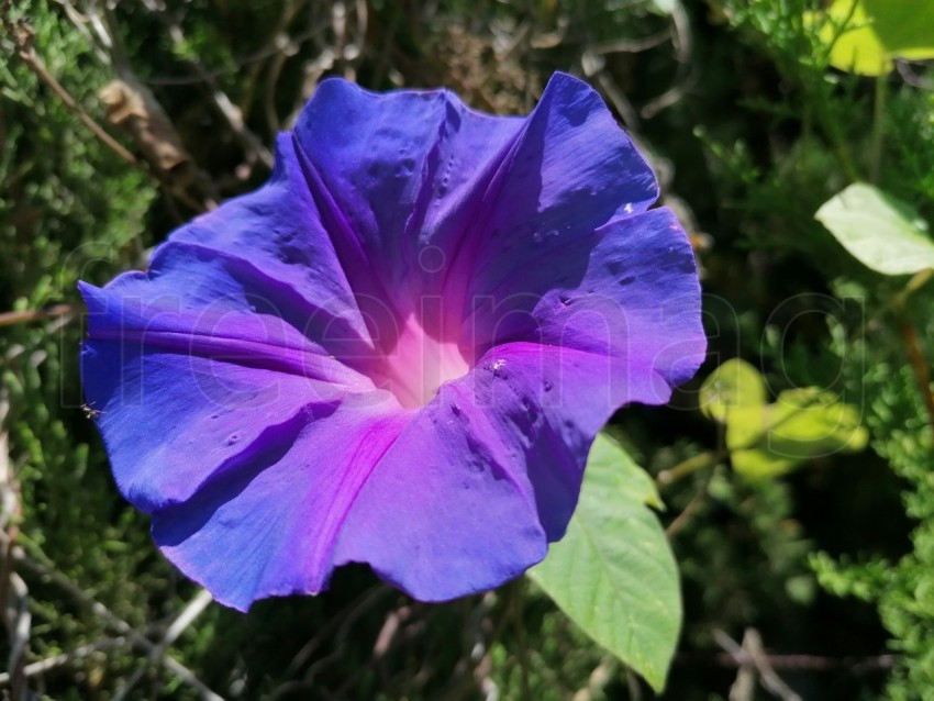 Descubre la magia de la naturaleza: Ipomoea azul flor en plena floración