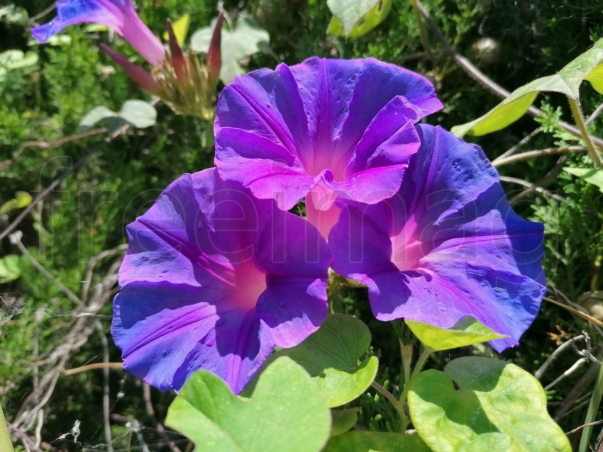 Descubre la magia de la naturaleza: Ipomoea azul flor en plena floración