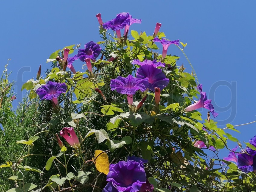 Descubre la magia de la naturaleza: Ipomoea azul flores en plena floración