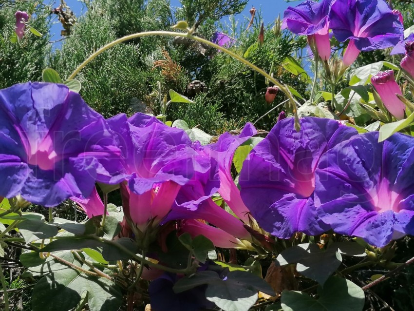 Descubre la magia de la naturaleza: Ipomoea azul flores en plena floración