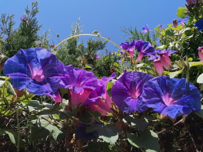 Descubre la magia de la naturaleza: Ipomoea azul en plena floración. Cielo azul