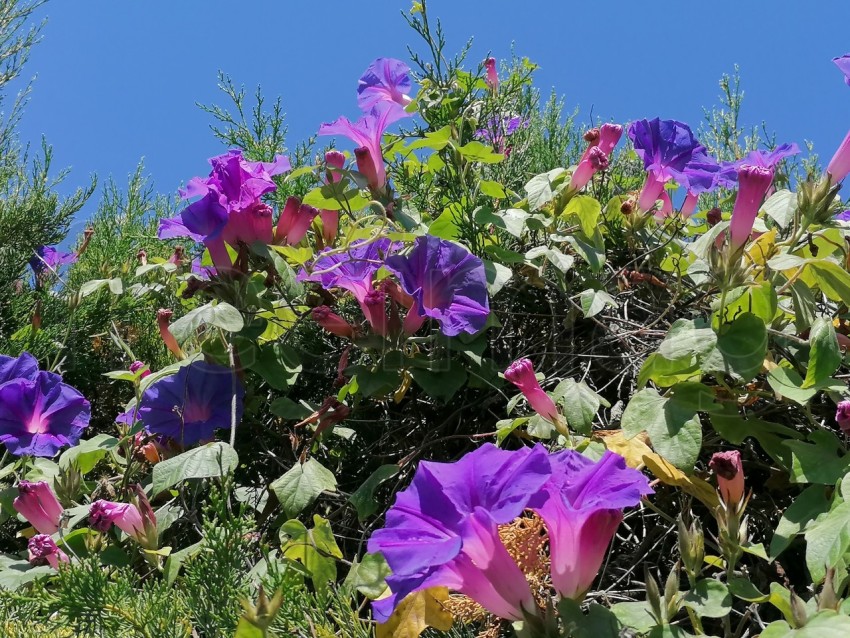 Descubre la magia de la naturaleza: Ipomoea azul en plena Floración. Fondo cielo azul