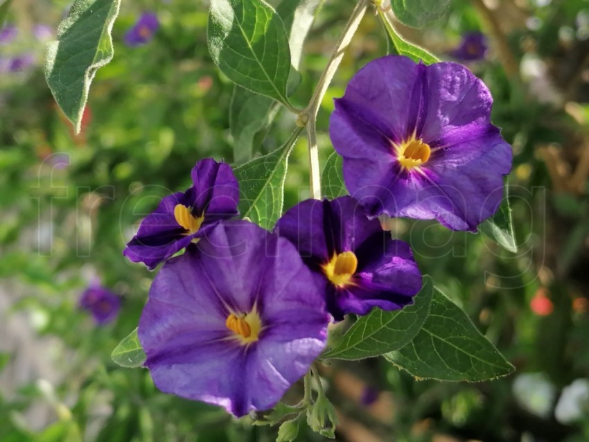 Flores en forma de campana de color morado fondo boroso. Lycianthes rantonnetii.