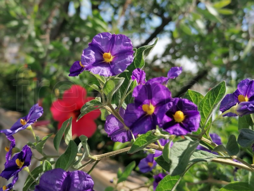 Flores en forma de campana de color morado. Lycianthes rantonnetii.