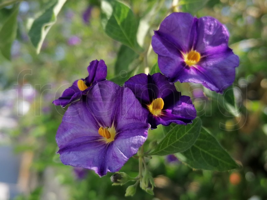 Flores de cerca en forma de campana de color morado. Lycianthes rantonnetii.